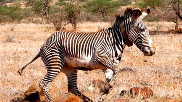 Trusted A/S helps protect endangered wildlife with customized tracking solution